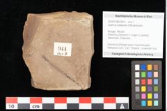 Foto (Objekt + Etikett) von Quercus mediterranea, Unger (NHMW-GEO-2024-0188-0944)